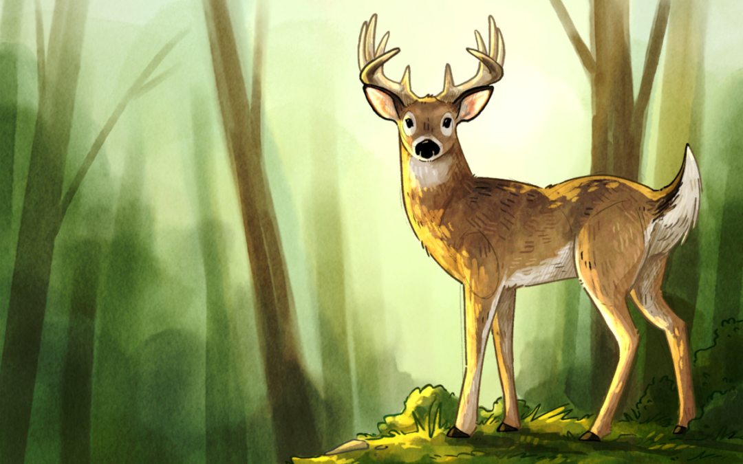 White tail deer
